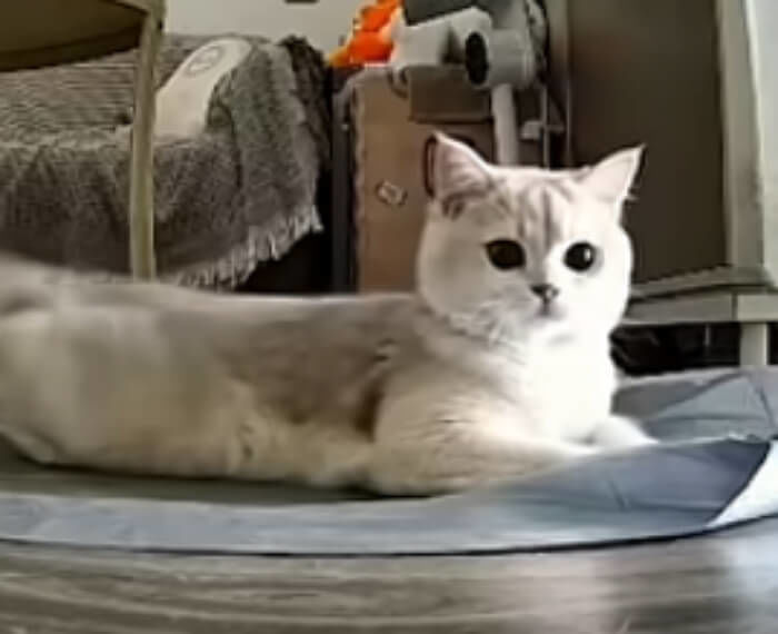 애니멀플래닛
