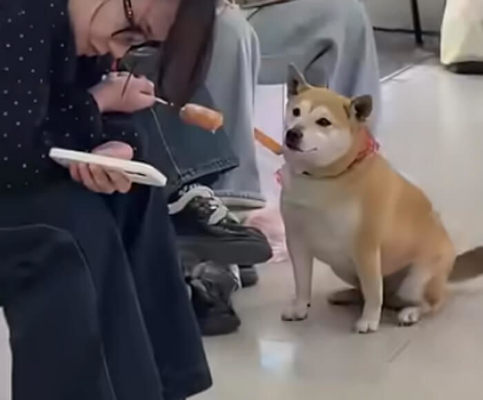 애니멀플래닛