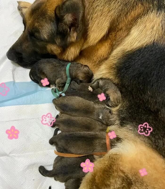 애니멀플래닛