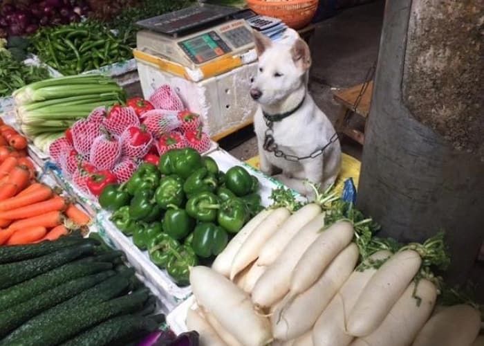 引用：Animal Planet