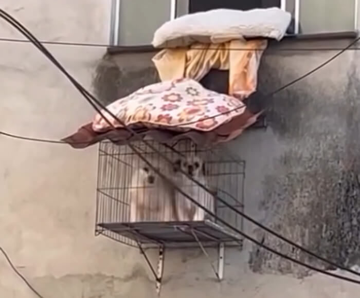 애니멀플래닛