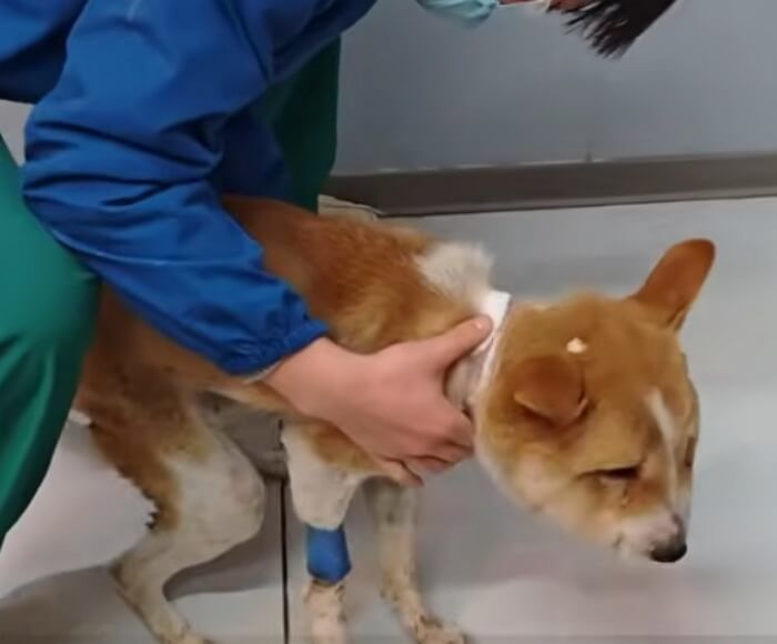 애니멀플래닛