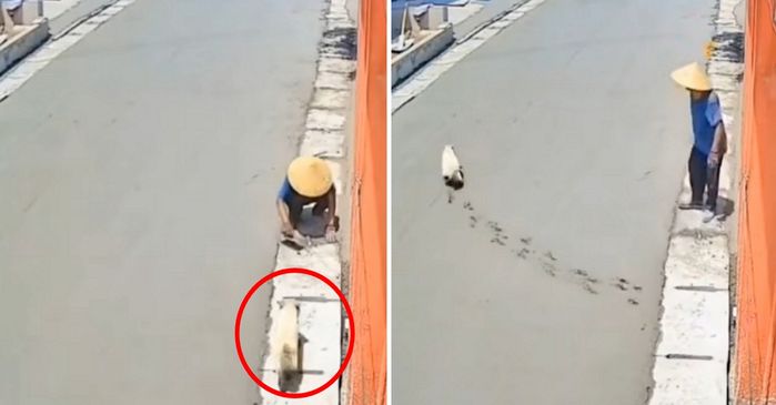 애니멀플래닛