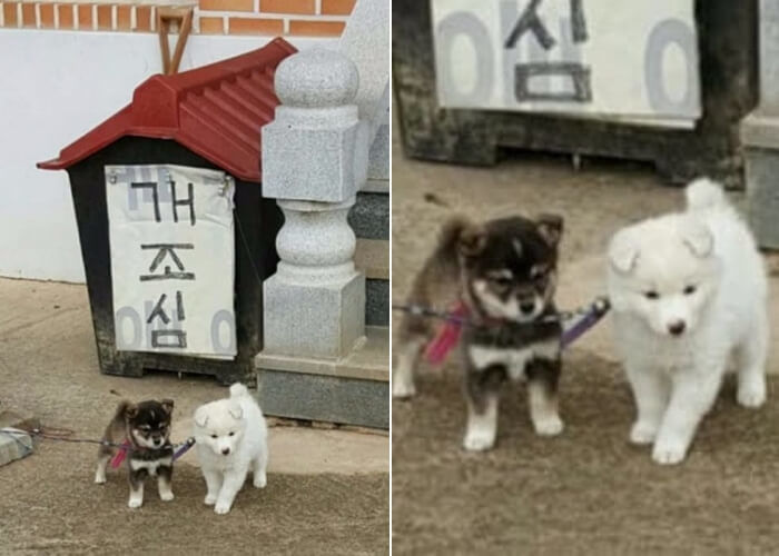 애니멀플래닛