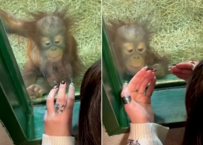 애니멀플래닛