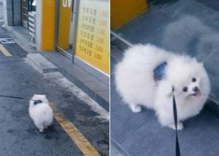 애니멀플래닛