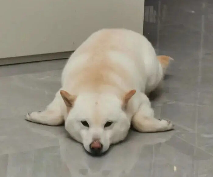 애니멀플래닛