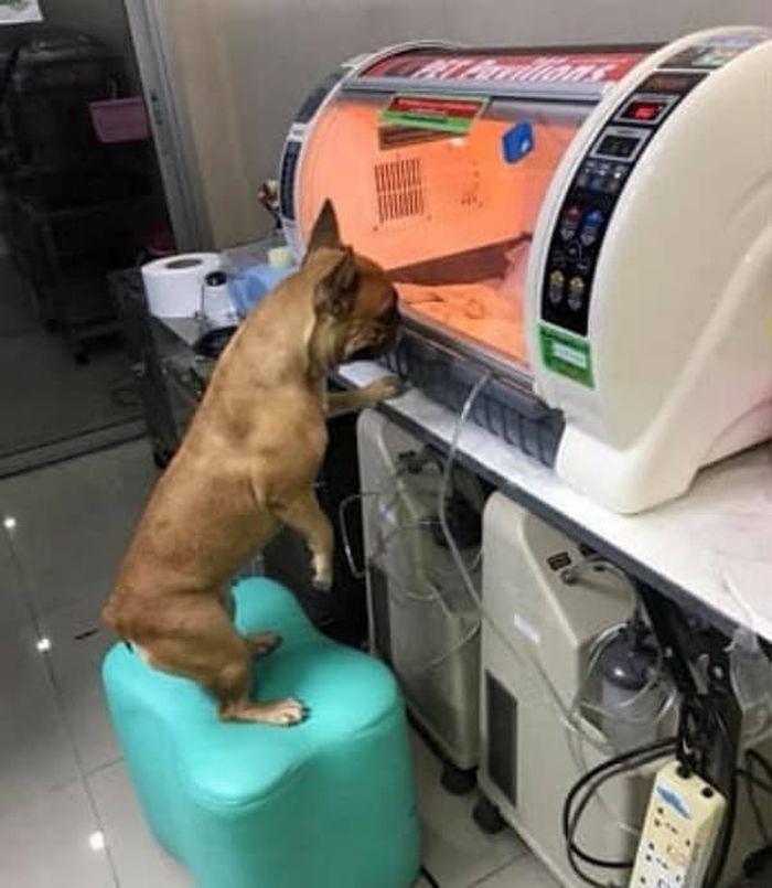 애니멀플래닛