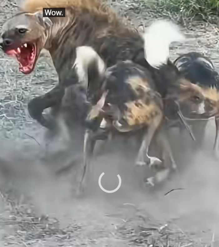 애니멀플래닛