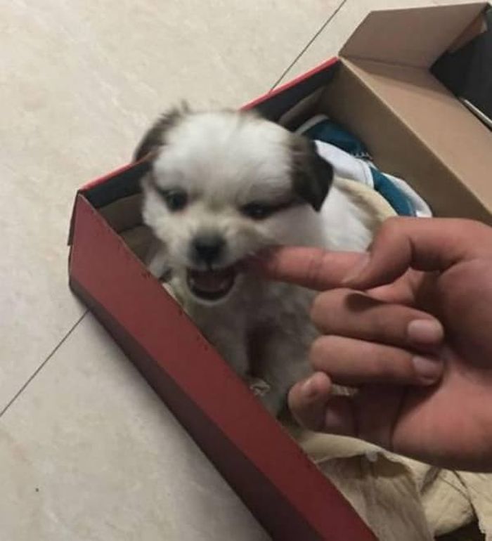 애니멀플래닛