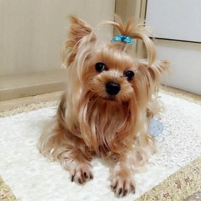 애니멀플래닛