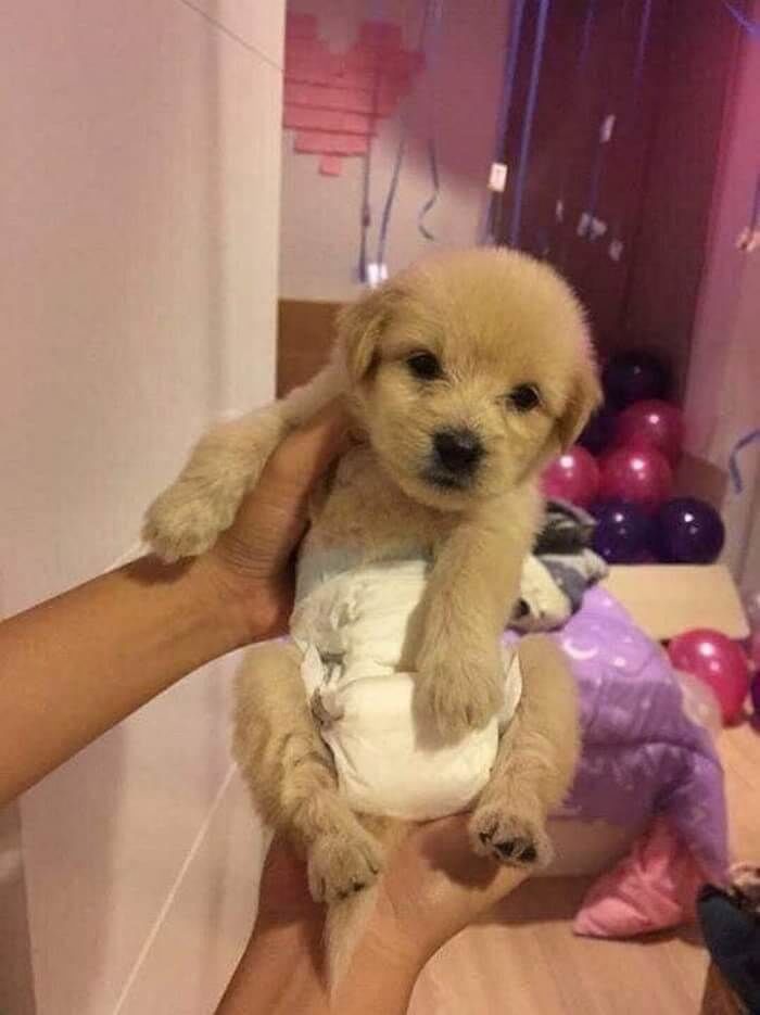 애니멀플래닛