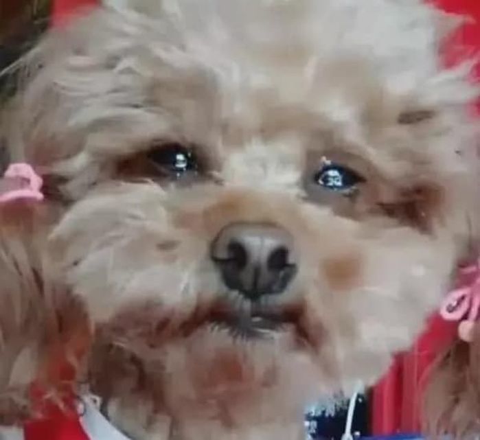 애니멀플래닛