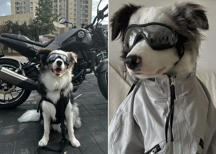 애니멀플래닛