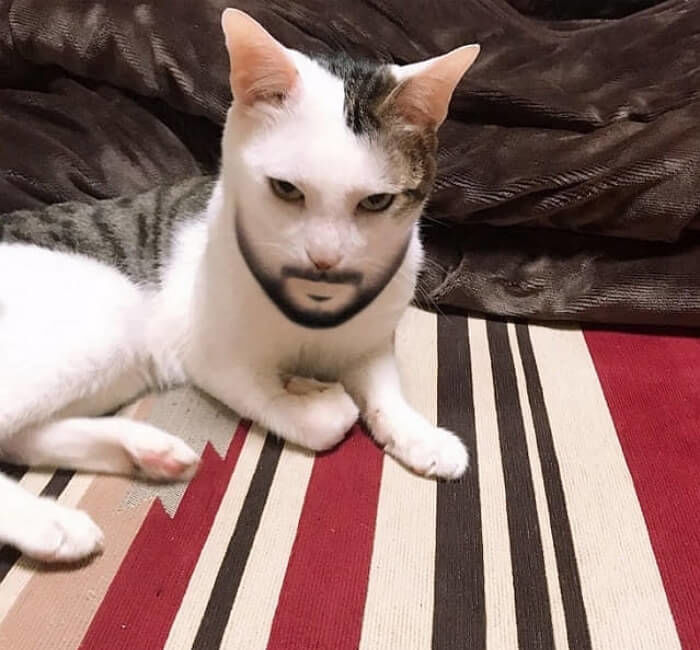 애니멀플래닛