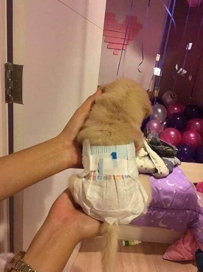 애니멀플래닛