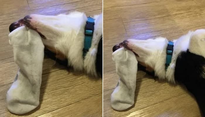 애니멀플래닛