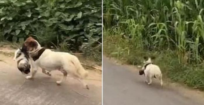 애니멀플래닛