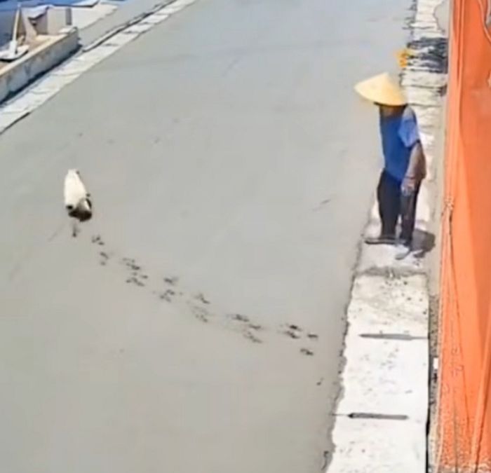 애니멀플래닛