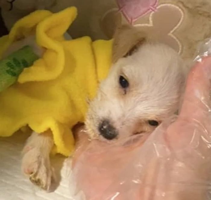 애니멀플래닛