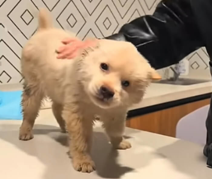 애니멀플래닛