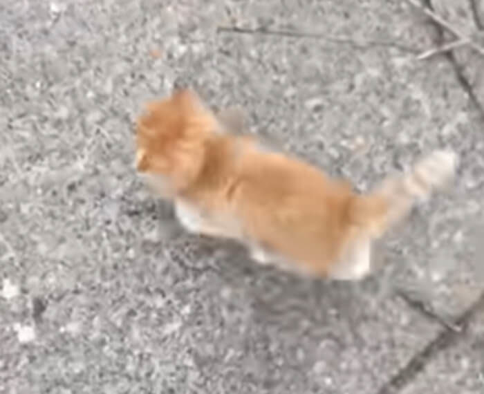 애니멀플래닛