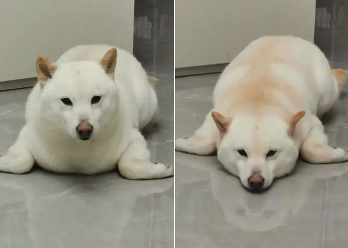 애니멀플래닛