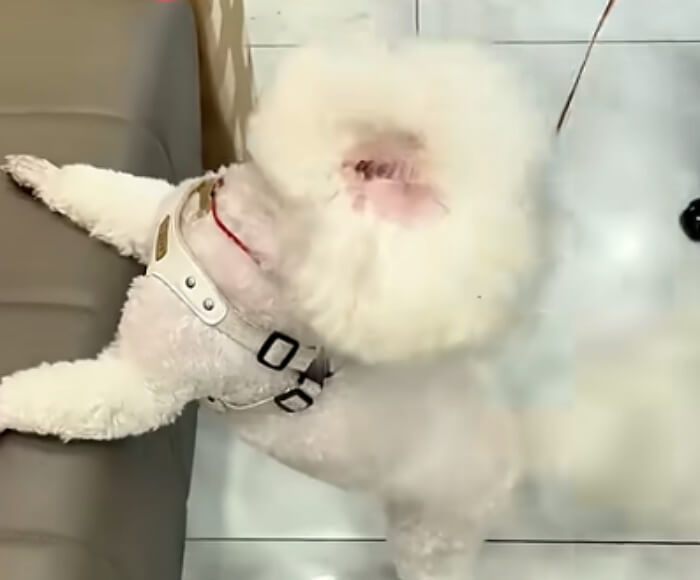 애니멀플래닛