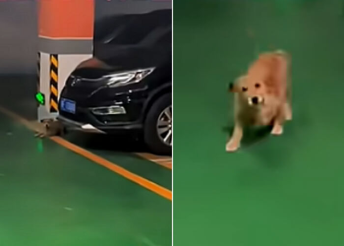 애니멀플래닛