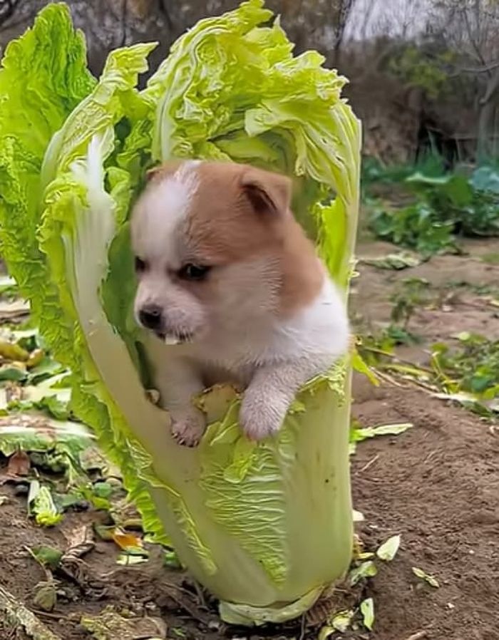 애니멀플래닛