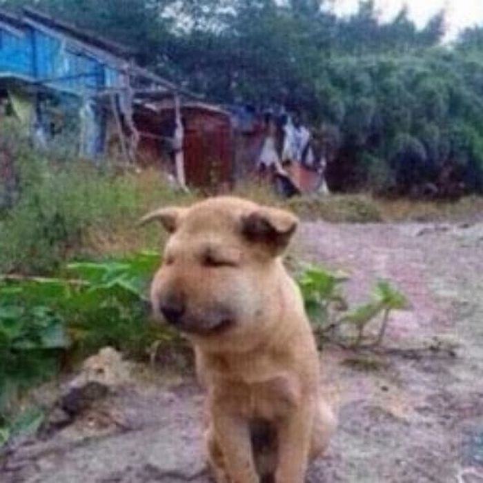 애니멀플래닛