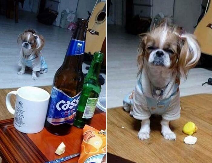 애니멀플래닛