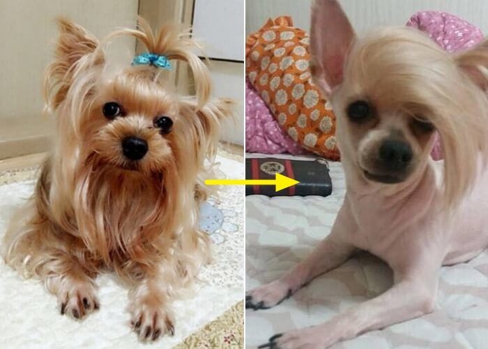 애니멀플래닛
