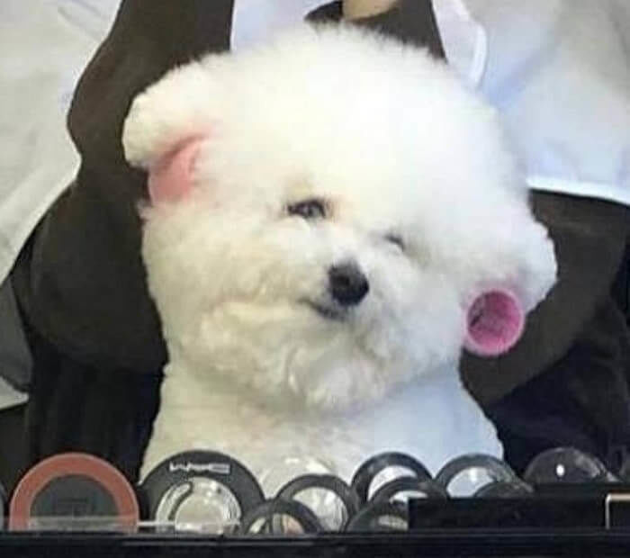 애니멀플래닛