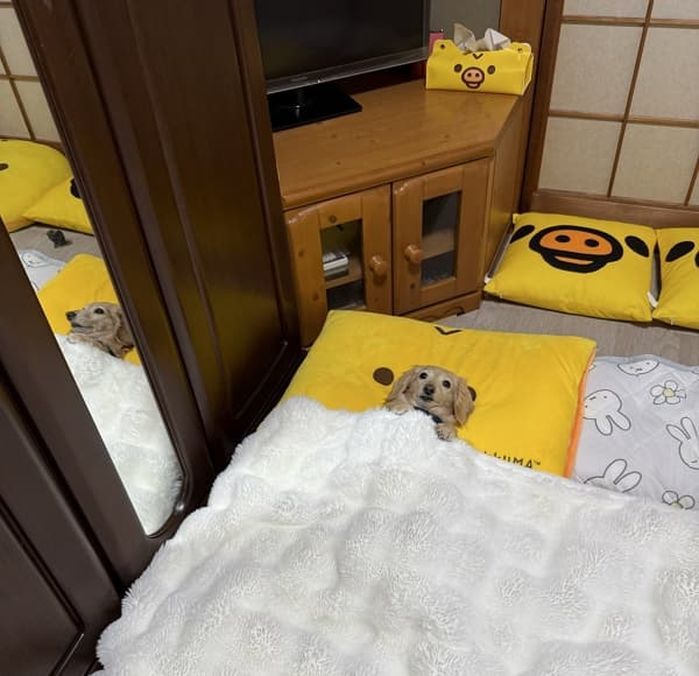 애니멀플래닛