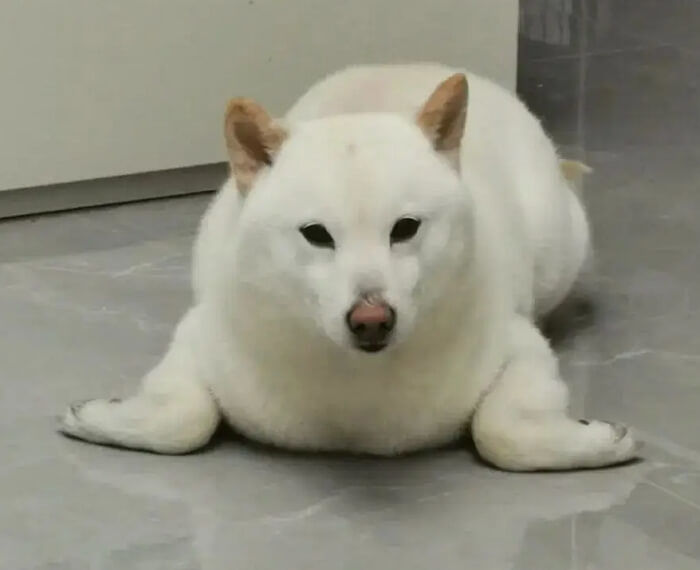 애니멀플래닛