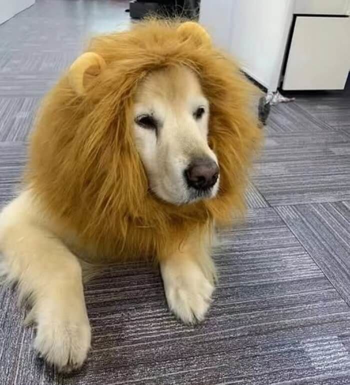 애니멀플래닛
