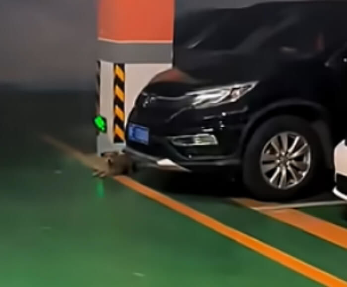 애니멀플래닛