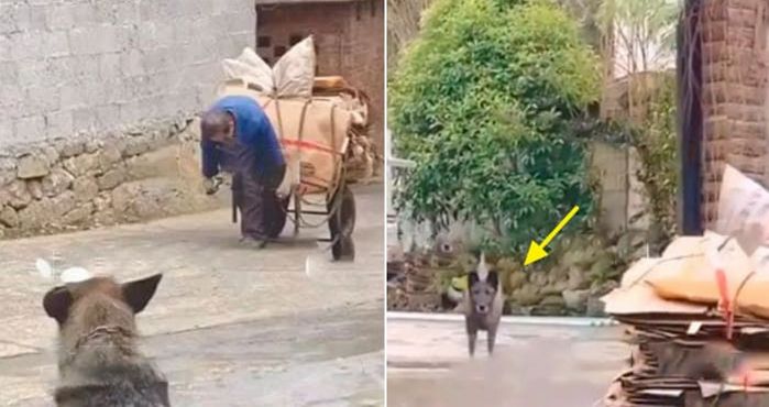 애니멀플래닛
