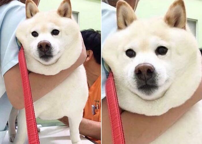 애니멀플래닛