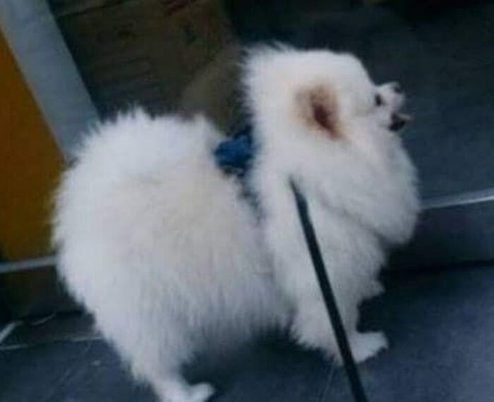 애니멀플래닛
