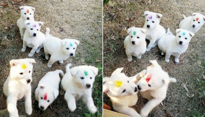 애니멀플래닛