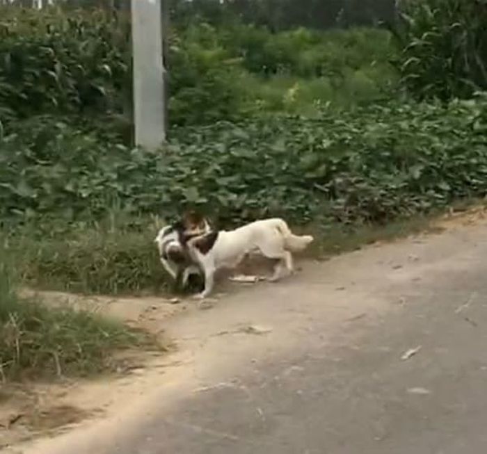 애니멀플래닛