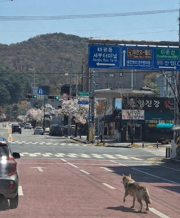애니멀플래닛