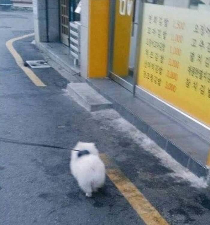 애니멀플래닛
