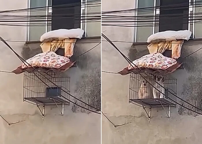 애니멀플래닛