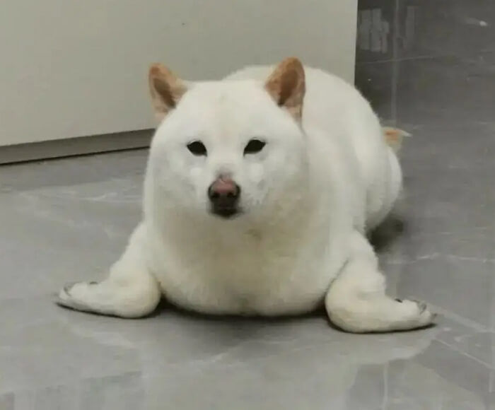 애니멀플래닛