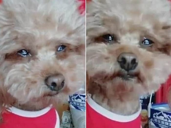 애니멀플래닛