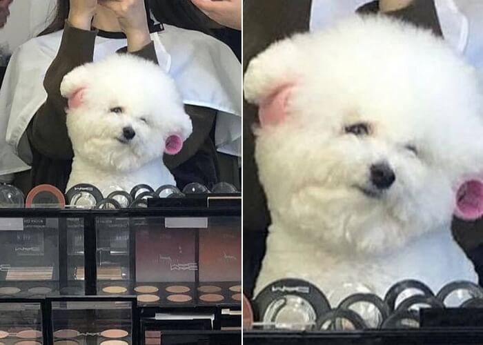 애니멀플래닛