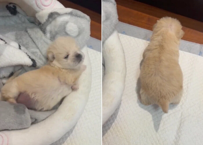 애니멀플래닛
